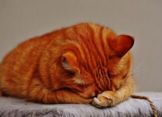 Alegi să-ți abandonezi animalul de companie? Alege să plătești și 3.000 de lei amendă