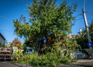 Primăria Constanța, amendată de Garda de Mediu cu 10.000 de lei pentru tăierea mai multor tei sănătoși