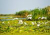 Salcâmul pitic, specie invazivă în Deltă, comercializată ca plantă ornamentală Delta Dunării