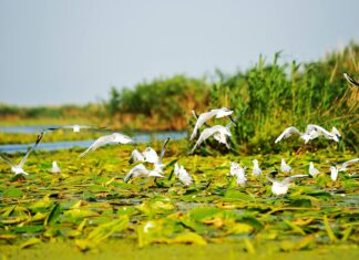 O zi în Delta Dunării: benefic pentru tine, toxic pentru natură Delta Dunării
