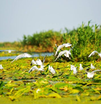 Salcâmul pitic, specie invazivă în Deltă, comercializată ca plantă ornamentală Delta Dunării