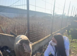 EBA a convins o oaie s-o voteze. Nu-i problemă, tati a convins o turmă întreagă Elena Băsescu