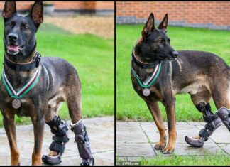 Kuno, câinele erou care și-a salvat camarazii de la moarte