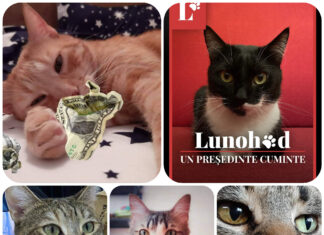 Pisica polițistă, motanul scriitor, motanul afacerist, motanul fugar și motanul politician: Felinele pe care stăm cu ochii, pe Facebook