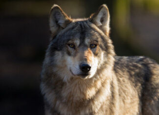 Turist în Munții Vrancei: O noapte în mijlocul lupilor