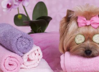 Primul hotel de lux pentru animalele de companie