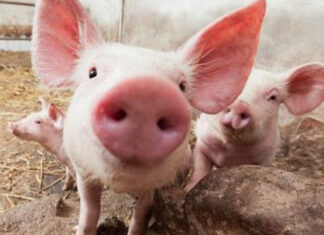 Fermier austriac, condamnat pentru că a vândut ilegal carne de porc unor români