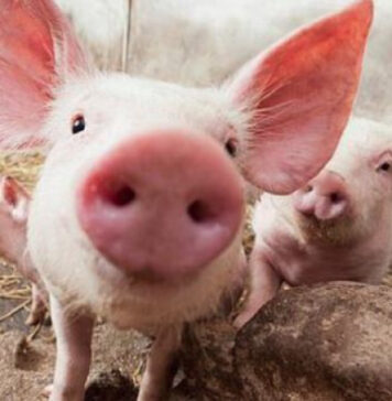Fermier austriac, condamnat pentru că a vândut ilegal carne de porc unor români