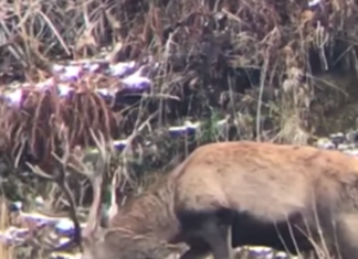 Un cerb, filmat la Ocolul Silvic de la Broșteni