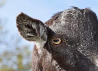 Capre negre, în căutarea hranei, printre stâncile înzăpezite (VIDEO)