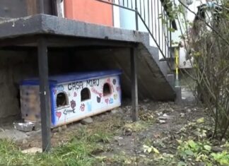 Darul de nuntă: căsuțe pictate, dotate cu izolație și căldură, pentru pisicile fără stăpân