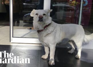 Loialitatea câinilor: Boncuk și-a așteptat zile întregi stăpânul în fața spitalului