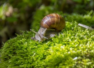 România, țara în care melcul ajunge din urmă porcul