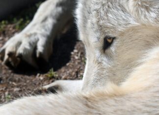 Pui de lup, de 57.000 de ani, descoperit „perfect conservat” în Canada