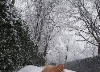 A fost furat Felix, motanul Grădinii Zoologice ”Zimbrăria Dragoș Vodă” Sursa foto: Facebook