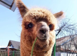 La mulți ani, Pablo! (o alpaca mai faimoasă decât Godină)