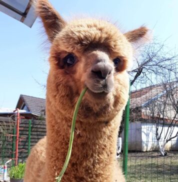 La mulți ani, Pablo! (o alpaca mai faimoasă decât Godină)