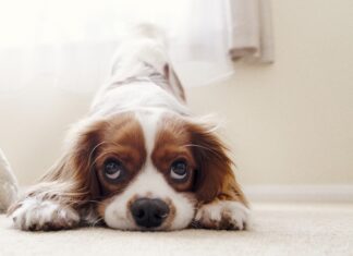 Marea Britanie: S-au înmulțit hoții de câini de rasă