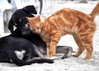 Coreea de Sud va testa pisicile și cățeii