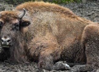 Zimbru jucăuș, filmat de un angajat Romsilva (VIDEO)