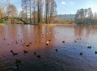 O algă, responsabilă pentru „lacul roșu” de la IOR