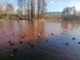 O algă, responsabilă pentru „lacul roșu” de la IOR