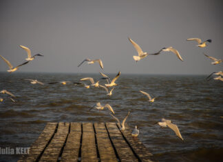 Dobrogea, tărâmul rămas (aproape) neîmblânzit