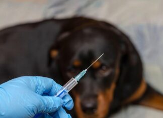 Premieră mondială, primul vaccin anti-Covid pentru animale