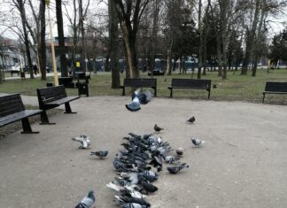 Fermierii din Moldova cumpără porumb din Ucraina, pentru că e mai ieftin față de România