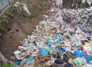 Zeci de câini fără stăpân, prinşi şi aruncaţi într-o groapă de gunoi