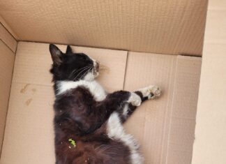 „Are mama un copil, vrea să-l facă imbecil. Și copilul are un câne, ar’ pe cin’ să se răzbune”