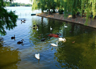 Păsările exotice din Cișmigiu și Herăstrău, mutate la Zoo