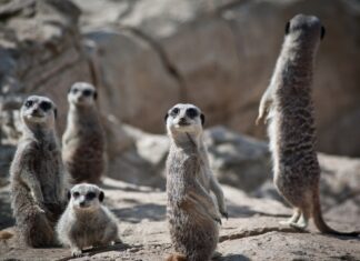 Sămânța de scandal, adânc plantată în sufletele românilor