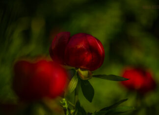 Rezervația de bujori nu-i piață de flori cu autoservire!