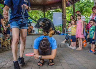 Lasă-te adoptat de un cățel de rasă comună!