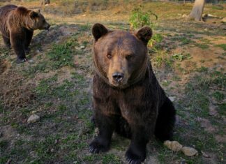 Proiect al Ministerului Mediului: Urșii care au atacat și provocat răni oamenilor, eliminați imediat
