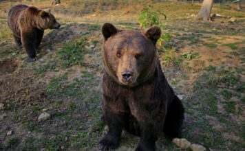 Trei tineri din Argeș, salvaţi de jandarmi după o întâlnire cu ursul