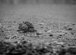 Gura Portiței, raiul invadat de oameni