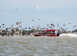 „Cocalarul” de apă, singura specie cu adevărat protejată în Delta Dunării