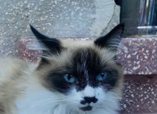 O elevă din Australia se comportă ca o pisică la școală