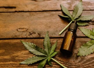 Plantație de canabis și ciuperci halucinogene, într-o pădure de lângă Cluj-Napoca