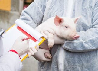 Descoperire științifică de ultima oră: Celulele organelor vitale ale unor porci morți și-au reluat activitatea pentru câteva ore Foto: Radio Eco Natura