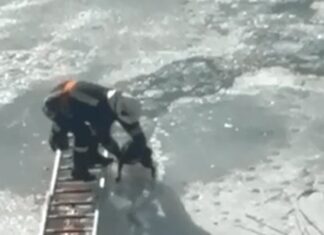 Un cățel căzut în râul Siret a fost salvat de pompierii militari Captură video