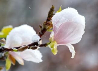 Plantele înfloresc mult mai repede, din cauza încălzirii climei Sursa foto: Pixabay