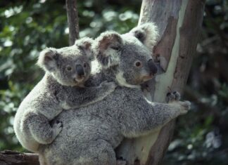 Ursul koala, inclus pe lista animalelor în pericol de dispariție