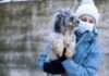 Care for Dogs: “Cine salvează pe cine când salvăm un câine?” Facebook Care For Dogs România