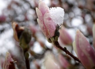 Primăvara astronomică va începe luni, 20 martie, la ora 23.24 Vreme de primăvară