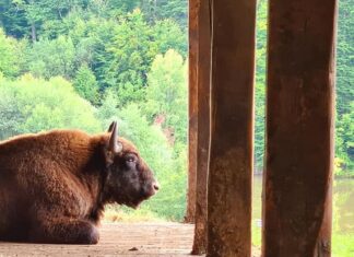 Ținutul Zimbrului din Neamț a obținut locul I, la Berlin Sursa foto: Facebook - Ținutul Zimbrului - Ecoturism în Neamț