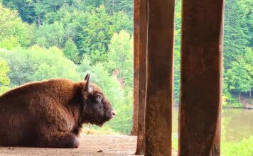 Prima rezervaţie de zimbri din Maramureș, înfiinţată în comuna Băiuţ Sursa foto: Facebook - Ținutul Zimbrului - Ecoturism în Neamț