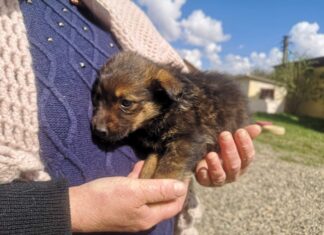 Casa lui Patrocle: ”Este perioada puilor nedoriți, perioada abandonului săvârșit de oameni” Sursa foto: Facebook/Casa lui Patrocle